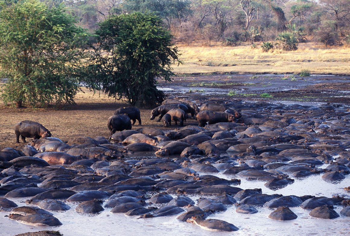 Fluss-Pferde  Katavi