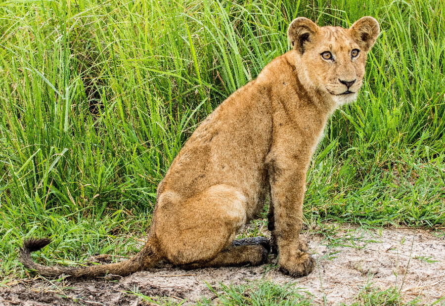 LUXUS-SAFARI-TANZANIA