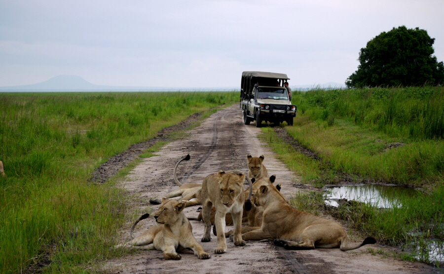 L�wen im Katavi