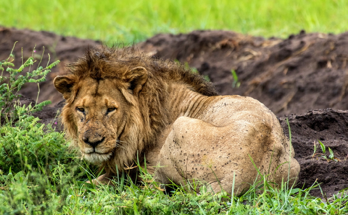 L�wen nach dem Regen