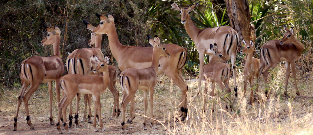 Impalas