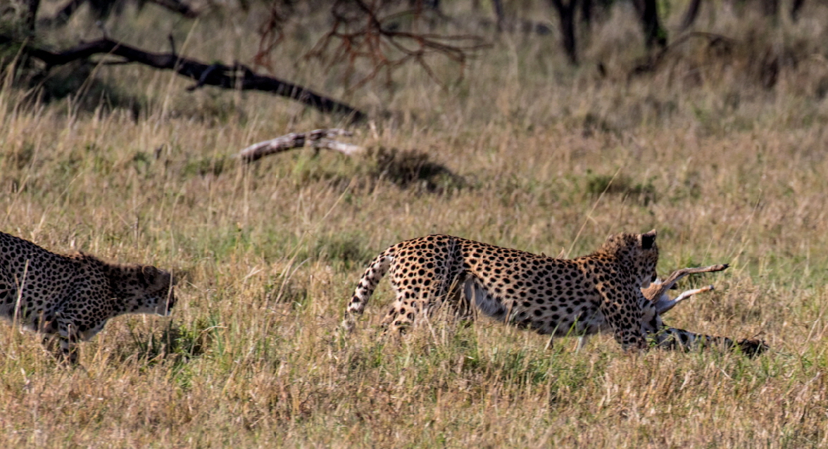 Geparden bei der Jagd 