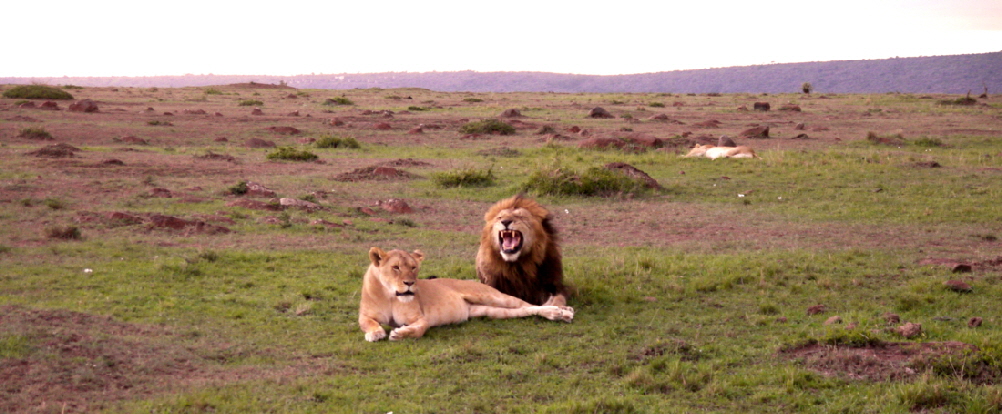 kicheche-Laikipia -safari