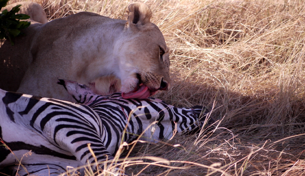 Safari Masai Mara Kenia Safari Masai Mara Kenia