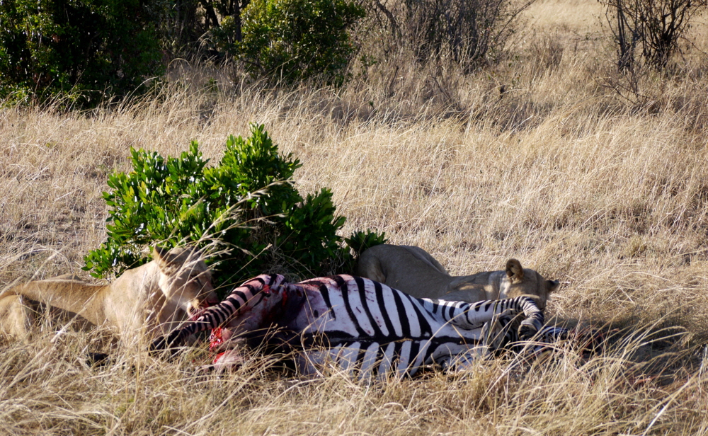 L�wenjagd Masai Mara 