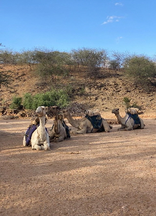 kitich-camel-safari kenia kitich-camel-safari kenia