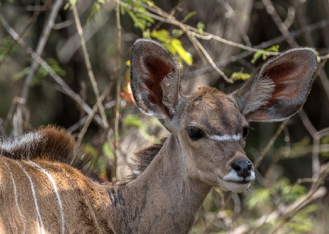 kudu-ruaha-safari-tansania