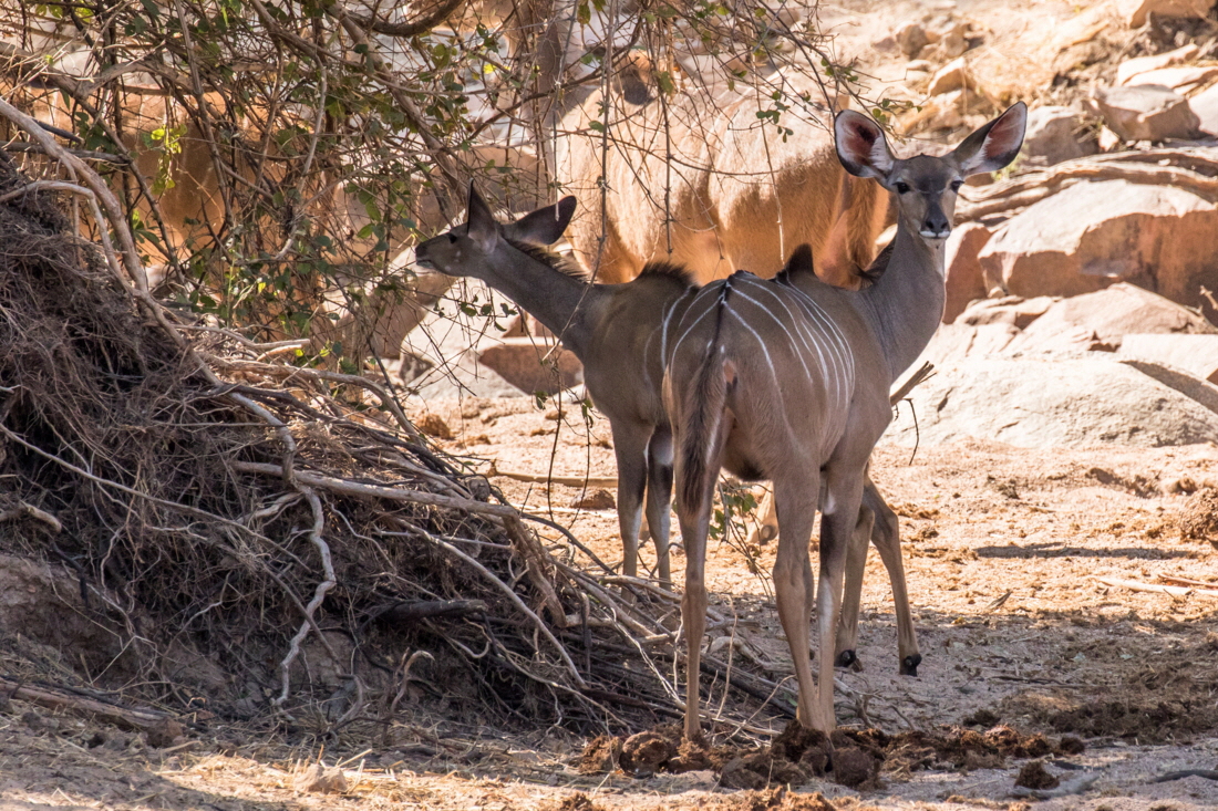 Kudus Ruaha