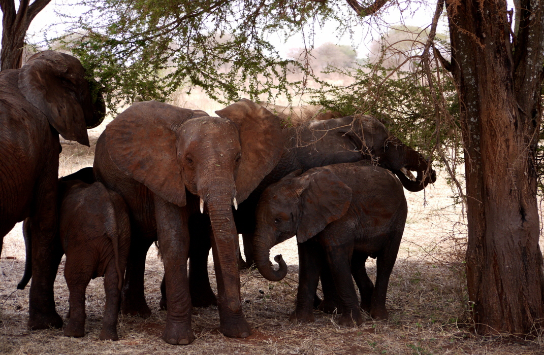 Elefanten im Schatten
