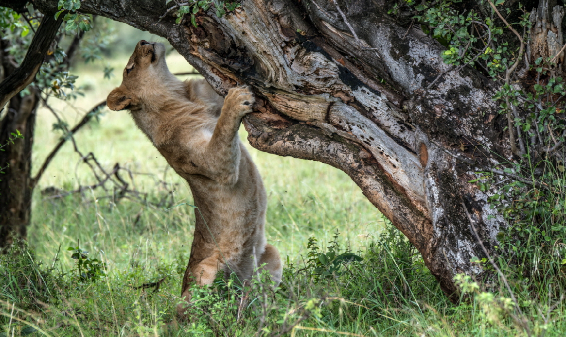 Safaris-kenia-tansania-buchen-bei-Zoologin