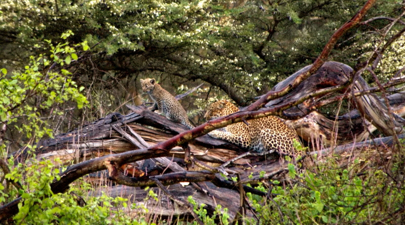 Leoparden nach dem Regen