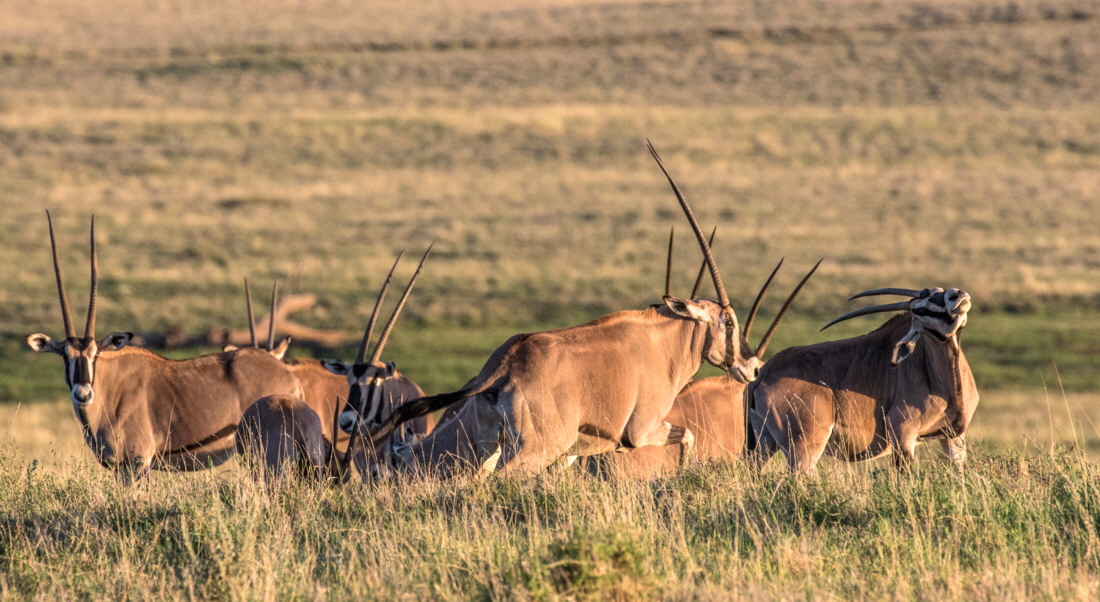 Lewa Downs Oryx 