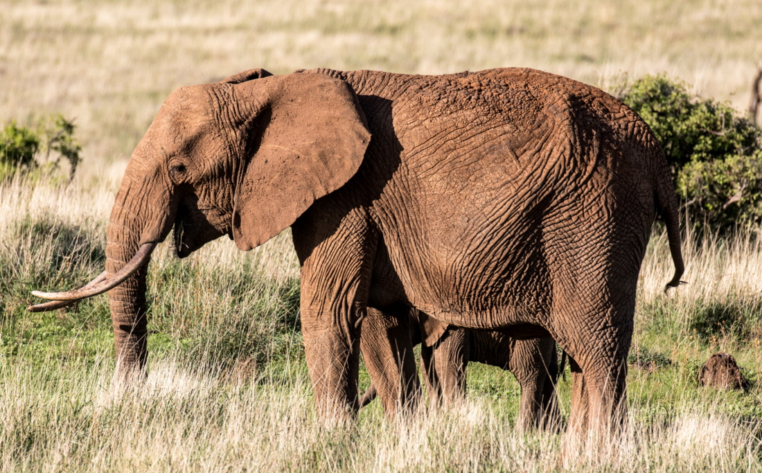 Elefanten Kenia Safari