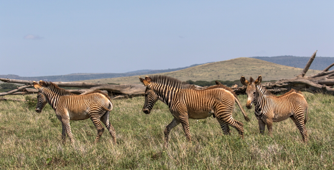 Grevy- Zebras in Lewa 