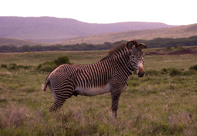 Lewa-Downs- Grevyzebras Lewa-Downs- Grevyzebras
