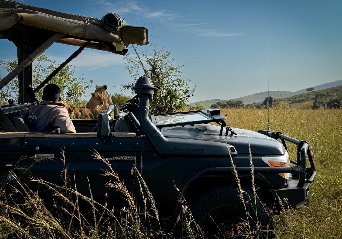 Enkewa Camp Masai Mara  L�wen im Auto