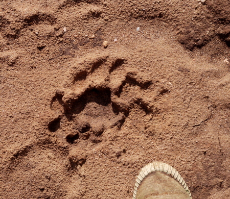 L�wenspur auf Wanderung 