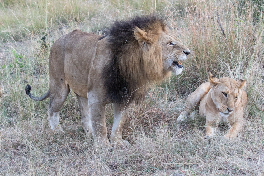 Masai Mara L�wen