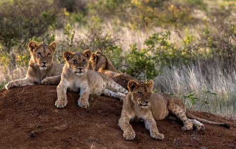 lowewn-oauf safari-kenia lowewn-oauf safari-kenia