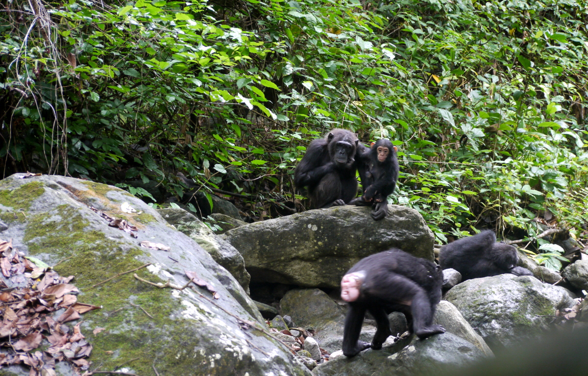 November Mahale SchimpansenTrecking Tansania 