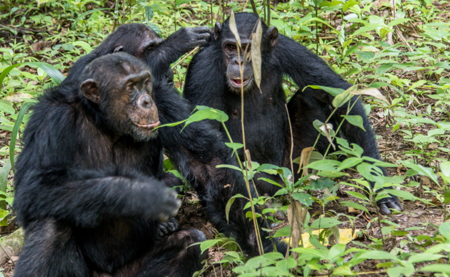 Mahale Schimpansenbeobachtung
