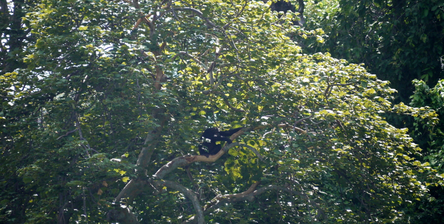 Wilde Schimpansen Mahale