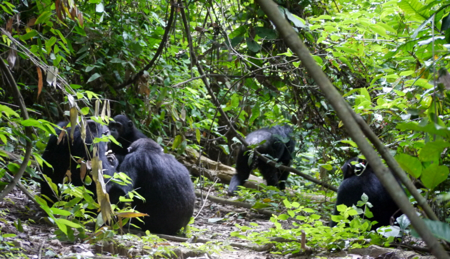 Im Wald bei den Schimpansen Mahale 