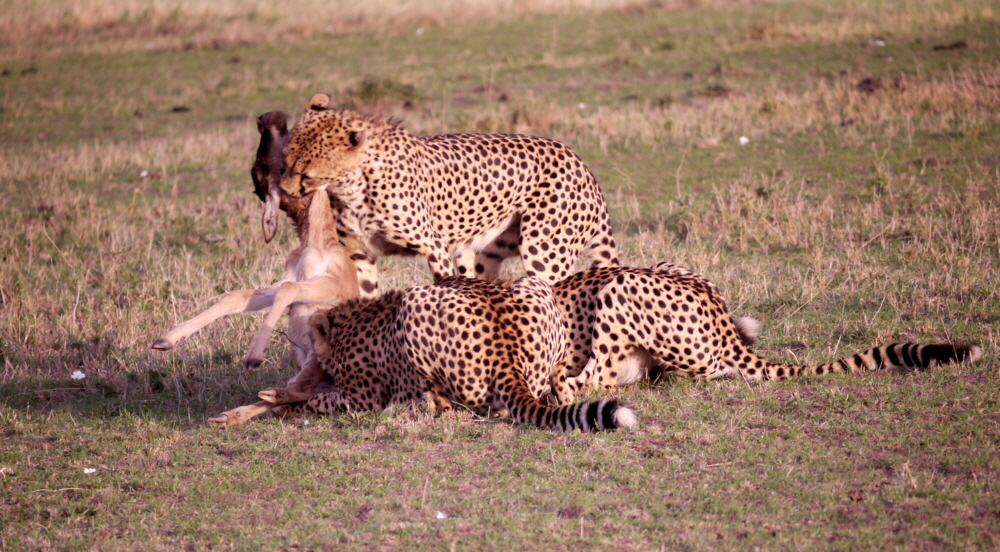 Geparden bei der Jagd Encounter Mara Camp, Masai Mara Safaricamp Kenia 