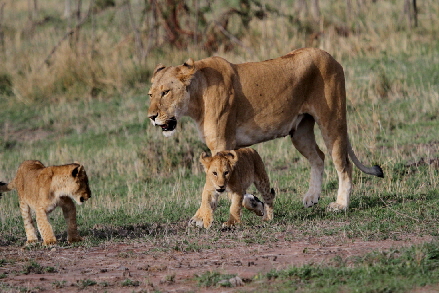 mara-safari-camp-kenia-buchen 