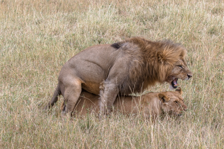 Masai Mara Kenia