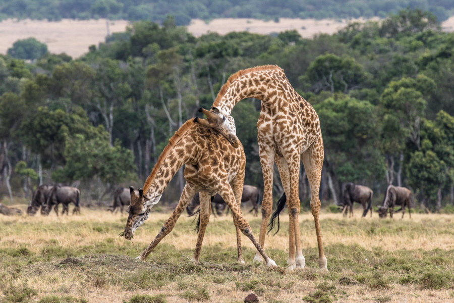 Masai Mara Kenia