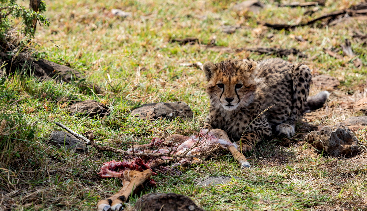 Geparden Baby Michael. G. 