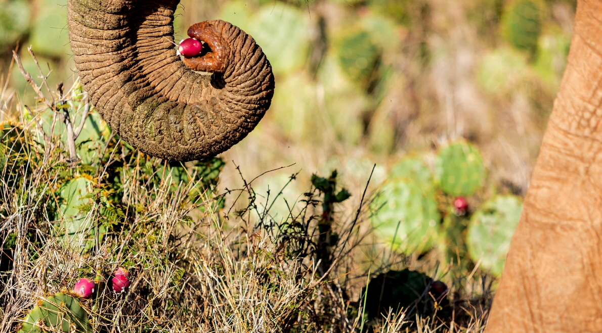 Elefant mit Kaktusfeige- Michael G�rtz