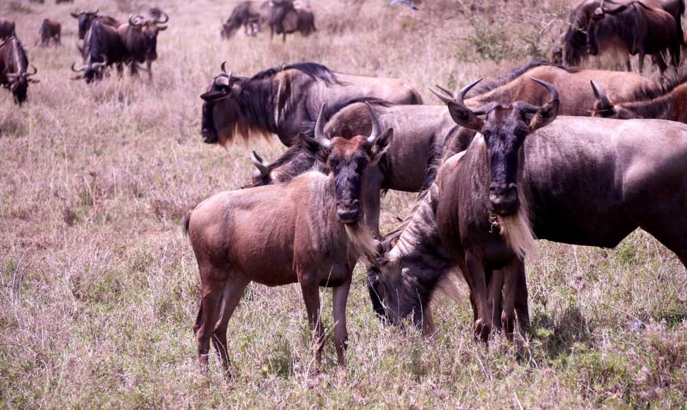 Namiri Plains Serengeti Migration 