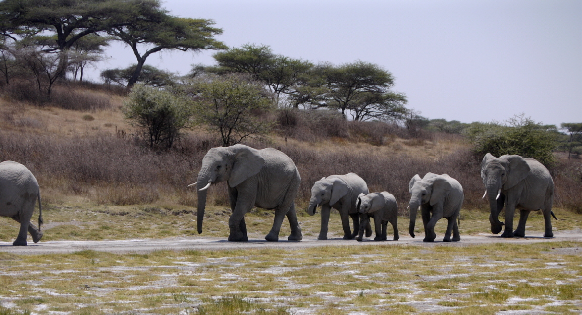Ndutu Lodge Tansania