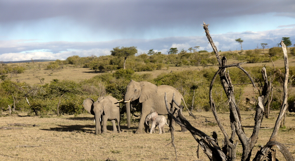 Ol Seki Mara Camp-ELefganten