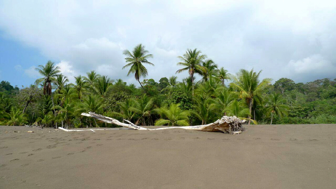 Copa de Arbol Drake bay Corcovado Nationalpark