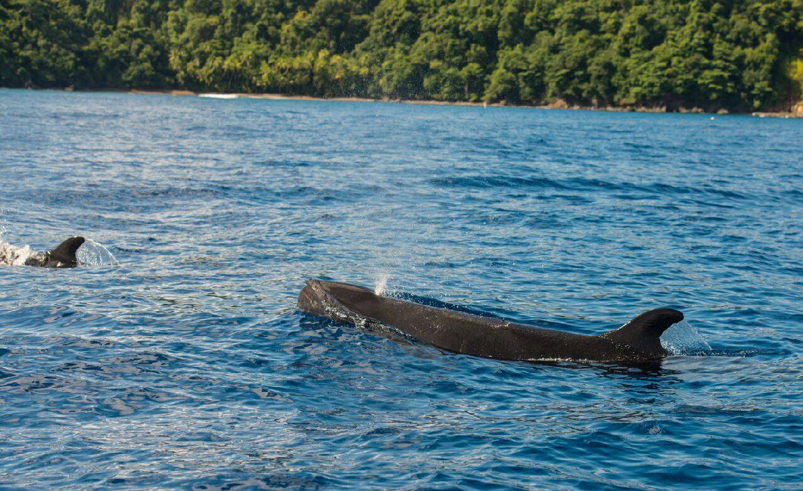 Pilotwale in  Copa de Arbol Drake bay 