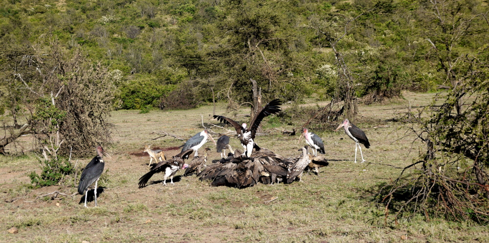 Porini Rhino Camp