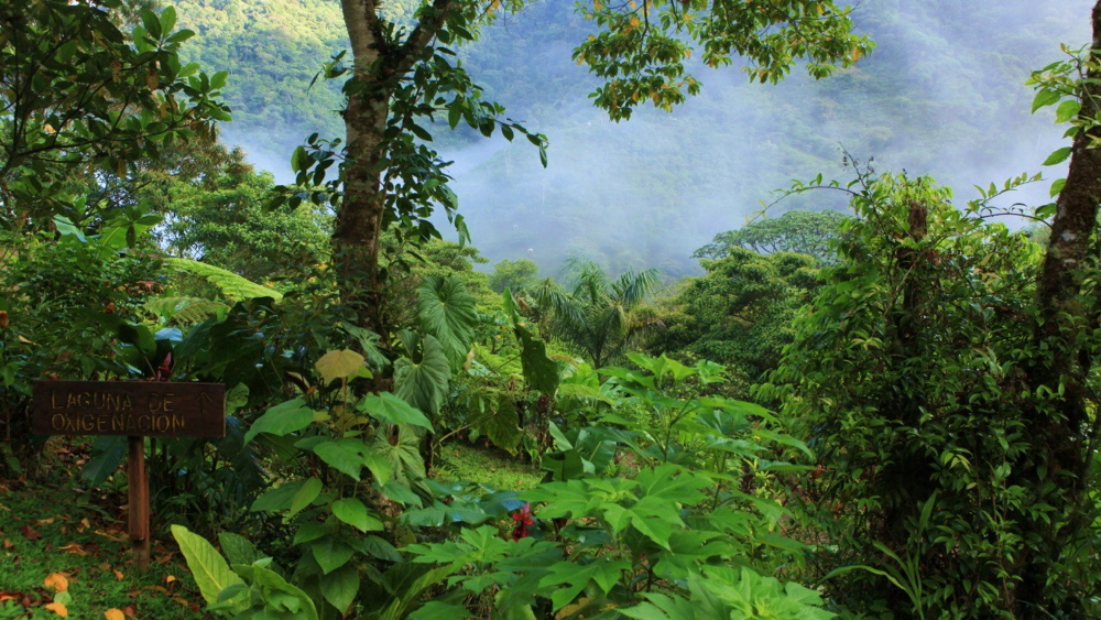 Quelitales Lodge  Nebelwald