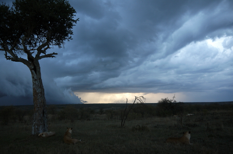 Luxus- safari-in-der-mara-kenia