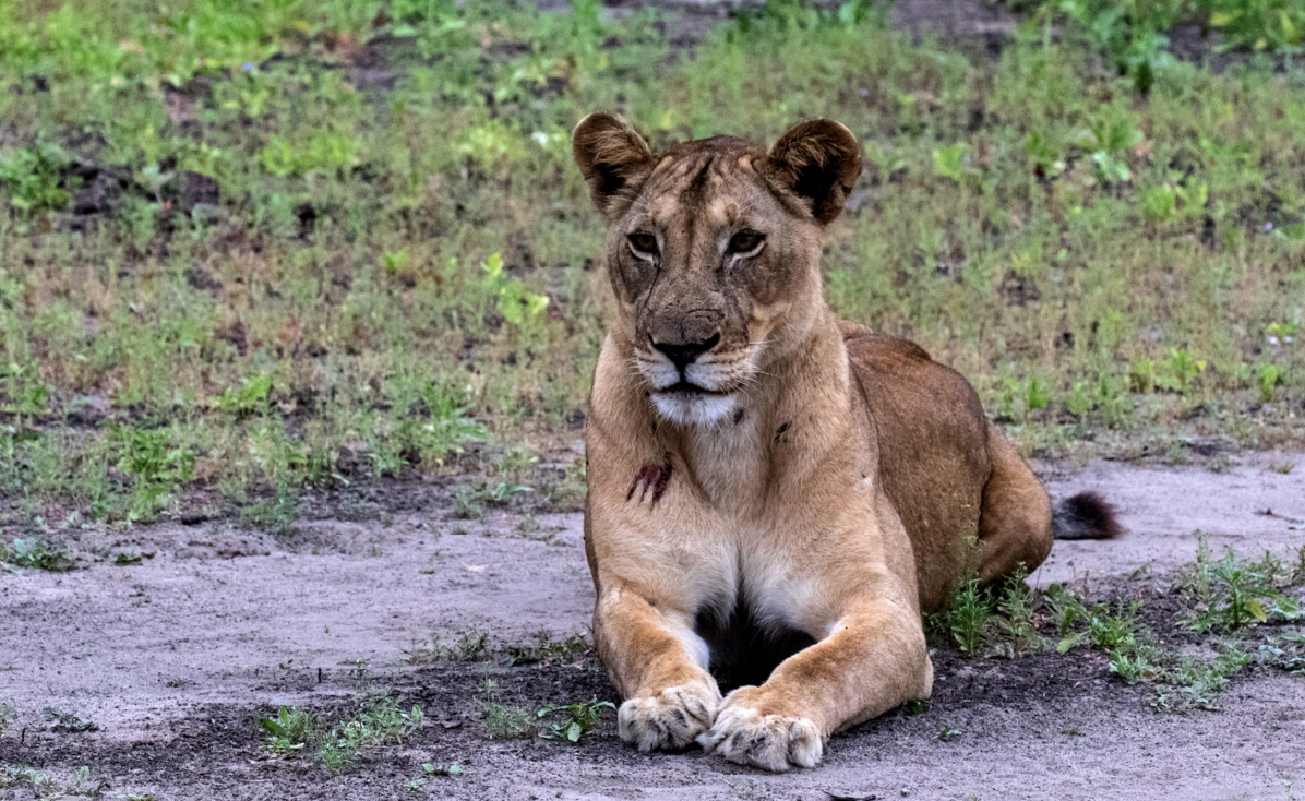 L�we in der Selous