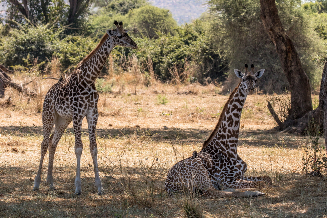 Ruaha Giraffen