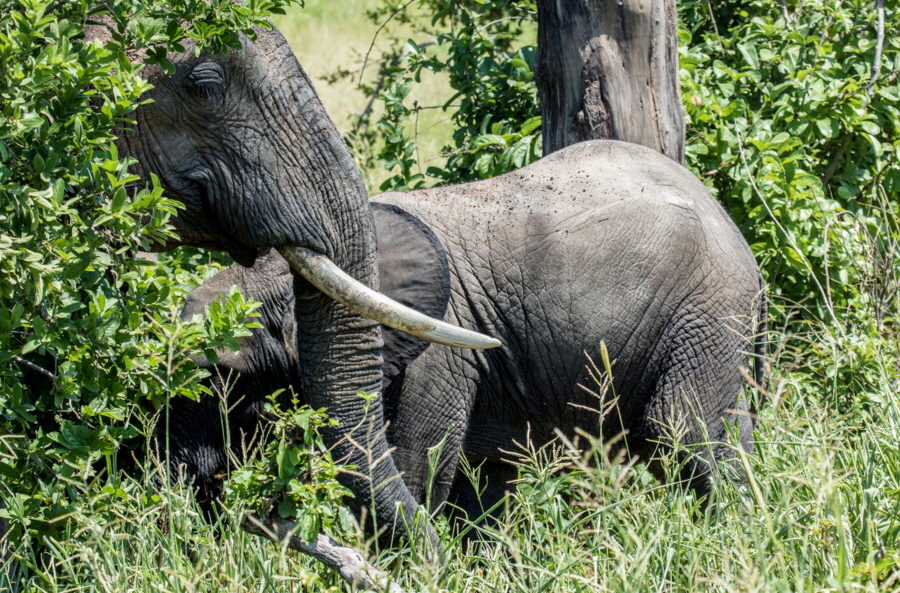 Elefanten Ruaha Safari Tansania