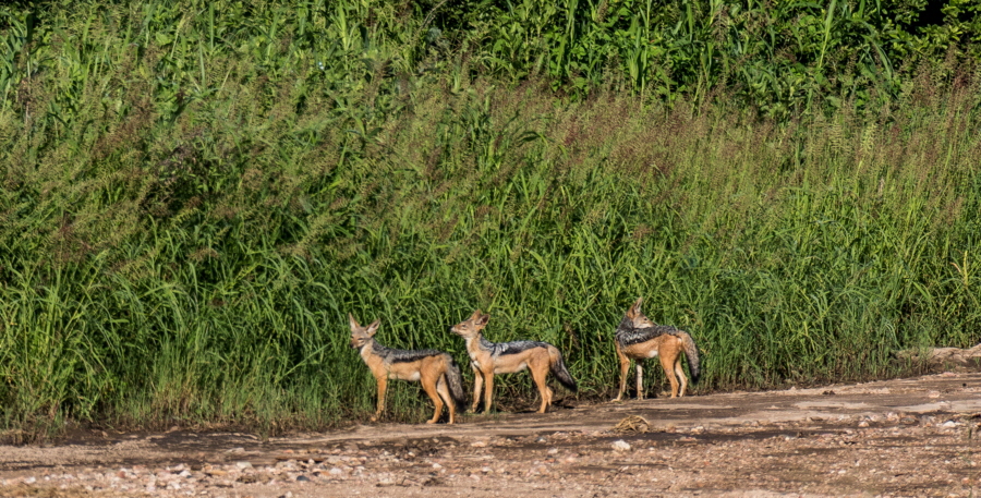 Schakalfamilie Ruaha Safari Tansania