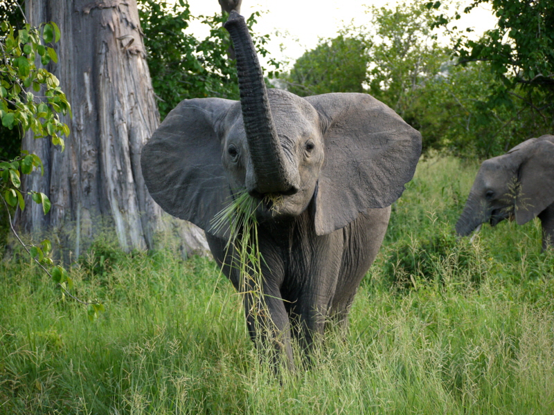 Elefanten Ruaha Safari Tansania