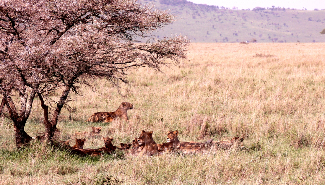 In der Serengeti kann man noch gro�e L�wenrudel sehen teilweise 30- 40 Tiere. 