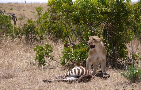 Salas Camp in der Masai Mara Kenia