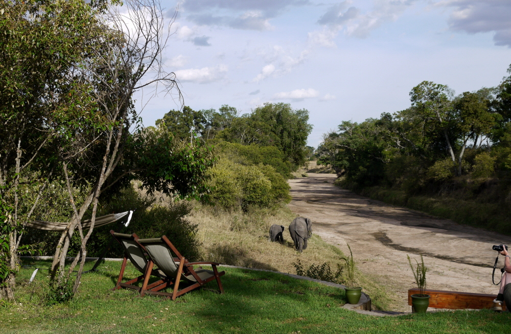 Elefanten  in Salas Camp