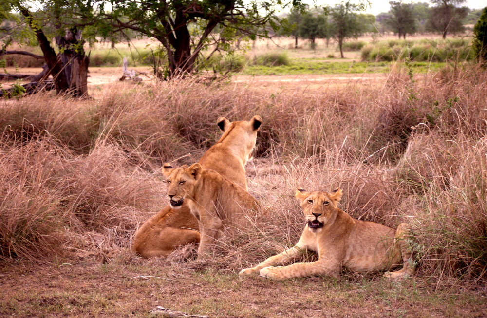 Sand Rivers Selous L�wen ganz nah 